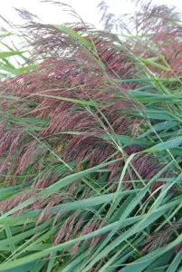Phragmites australis
