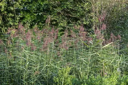 Phragmites australis - 2 Ltr pot - image 2