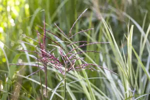 Phragmites australis - 2 Ltr pot - image 5
