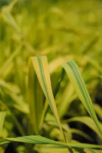 Phragmites australis 'Variegatus'