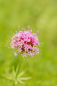 Phuopsis stylosa - 2 Ltr pot - image 2