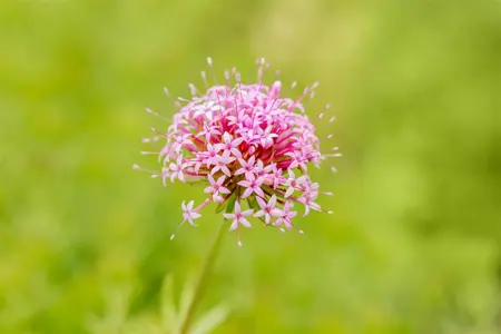 Phuopsis stylosa - 2 Ltr pot - image 1