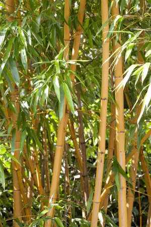 Phyllostachys aurea - 100-125 CM C5 - image 1