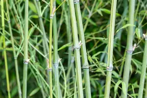 PHYLLOSTACHYS AUREA  10L 100-150 - image 2