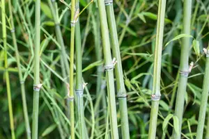 Phyllostachys aurea - 350-400 CM C35 - image 2