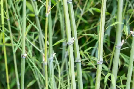 Phyllostachys aurea 'Holochrysa' - 125-150  CM C7.5 - image 2