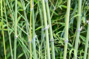 Phyllostachys aurea 'Holochrysa' - 125-150  CM C7.5 - image 2