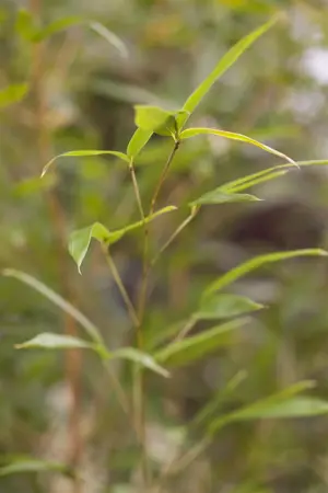 Phyllostachys aureos. 'Spectabilis' - 40-50 CM C2