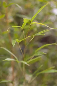 Phyllostachys aureos. 'Spectabilis' - 250-300 CM C20