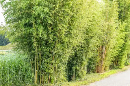 Phyllostachys aureosulcata - 100-125 CM C5 - image 3