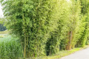 Phyllostachys aureosulcata - 100-125 CM C5 - image 3