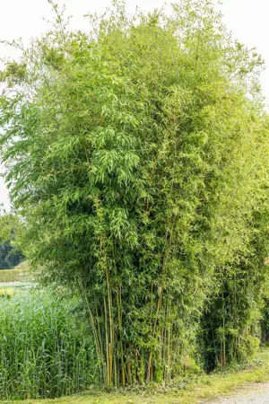 Phyllostachys aureosulcata 'Argus' - 400-450 CM C35 - image 2