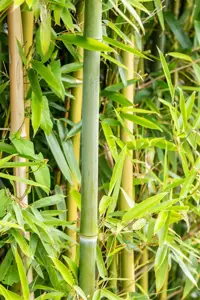 Phyllostachys aureosulcata 'Argus' - 400-450 CM C35 - image 4