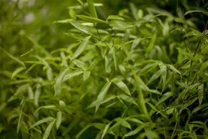 Phyllostachys aureosulcata 'Argus'