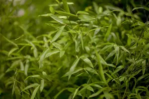 Phyllostachys aureosulcata 'Argus'