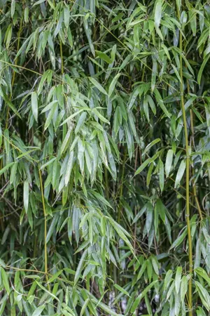 Phyllostachys bissetii - 40-50 CM C2 - image 1