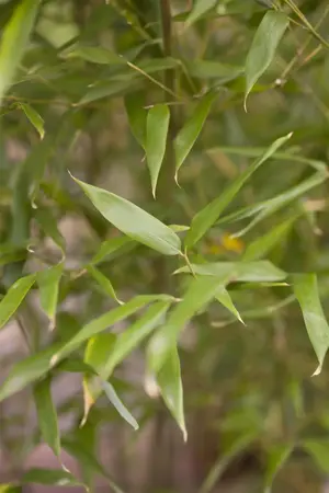 Phyllostachys bissetii - 40-50 CM C2 - image 3