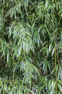 Phyllostachys bissetii - 100-125 CM C7.5 - image 1