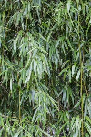 Phyllostachys bissetii - 400-450 CM C70 - image 1