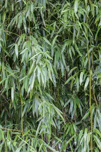 Phyllostachys bissetii - 400-450 CM C70 - image 1