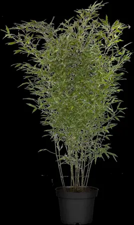 Phyllostachys bissetii - 40-50 CM C2 - image 2