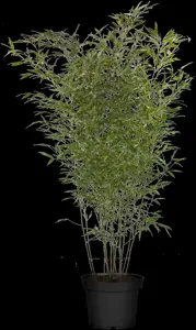 Phyllostachys bissetii - 40-50 CM C2 - image 2