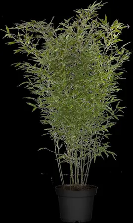 Phyllostachys bissetii - 20-30 CM C1 - image 2