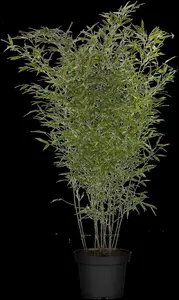 Phyllostachys bissetii - 20-30 CM C1 - image 2