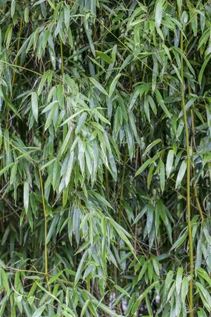 Phyllostachys humilis - 200-225 CM C15