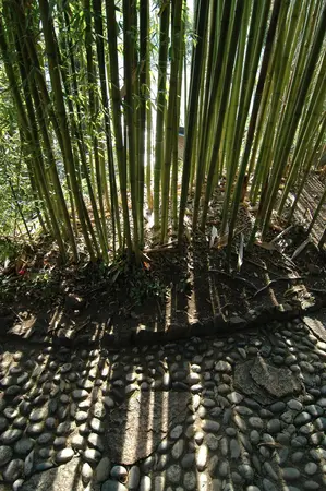 Phyllostachys viridiglaucescens - 400-450 CM C35