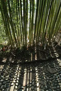 Phyllostachys viridiglaucescens
