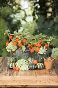 Physalis alkekengi - P9 - image 2
