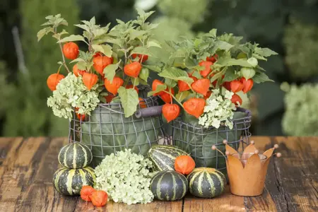 Physalis alkekengi - P9 - image 3