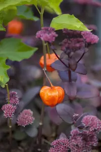 Physalis alkekengi franchetii