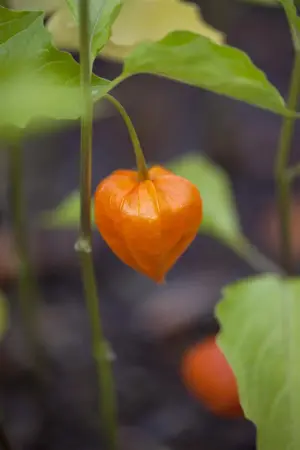 Physalis alkekengi franchetii - P9 - image 2