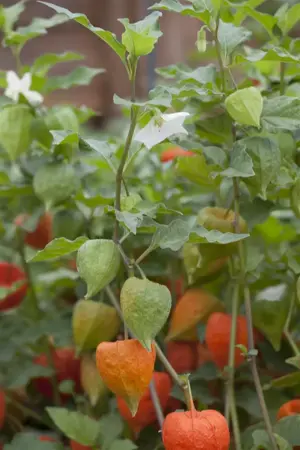 Physalis alkekengi franchetii - P9 - image 4