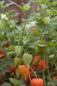 Physalis alkekengi franchetii - P9 - image 4