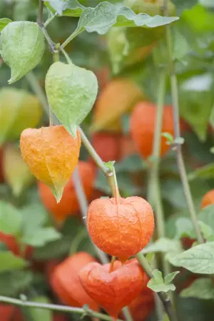 Physalis alkekengi franchetii - P9 - image 5