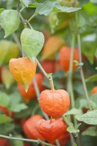 Physalis alkekengi franchetii - P9 - image 5