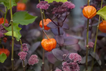 Physalis alkekengi franchetii - P9 - image 3
