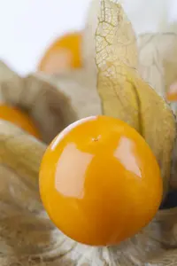 Physalis peruviana 'Little Buddha'