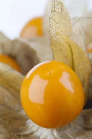Physalis peruviana 'Peters Beste' - P9 - image 1