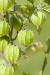 Physalis peruviana 'Peters Beste' - P9 - image 4
