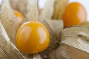 Physalis peruviana 'Peters Beste' - P9 - image 2