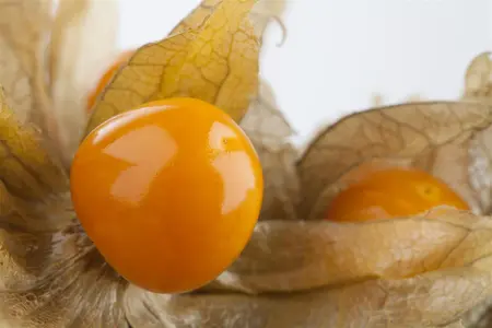 Physalis peruviana 'Peters Beste' - P9 - image 3