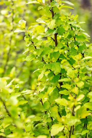 Physocarpis opulif. 'Tiny Wine Gold' ? - 3 Ltr pot - image 3