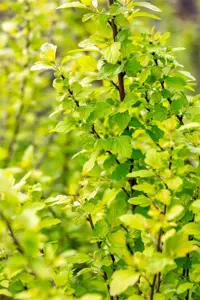 Physocarpis opulif. 'Tiny Wine Gold' ? - 3 Ltr pot - image 3