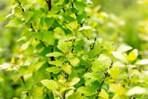 Physocarpis opulif. 'Tiny Wine Gold' ? - 3 Ltr pot - image 2