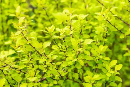 Physocarpis opulif. 'Tiny Wine Gold' ? - 3 Ltr pot - image 4