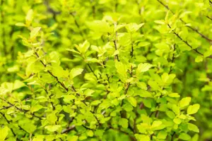 Physocarpis opulif. 'Tiny Wine Gold' ? - 3 Ltr pot - image 4